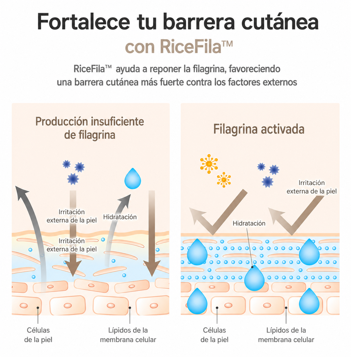 🌾 Tónico Facial HAYEJIN – Aceite de Arroz
